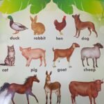Chart: Farm Animals
