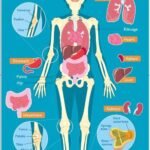 Human Body (Charts)