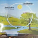 Chart: The Water Cycle