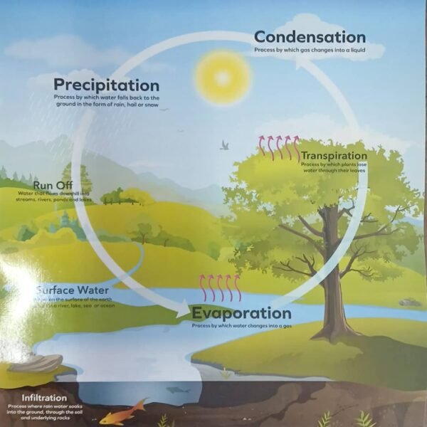Chart: The Water Cycle
