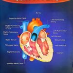 Chart: The Heart