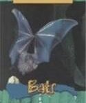 Animals of the Rainforest- BATS