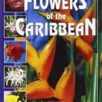 Flowers of the Caribbean