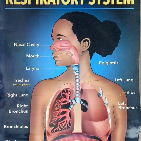 Chart: Respiratory system