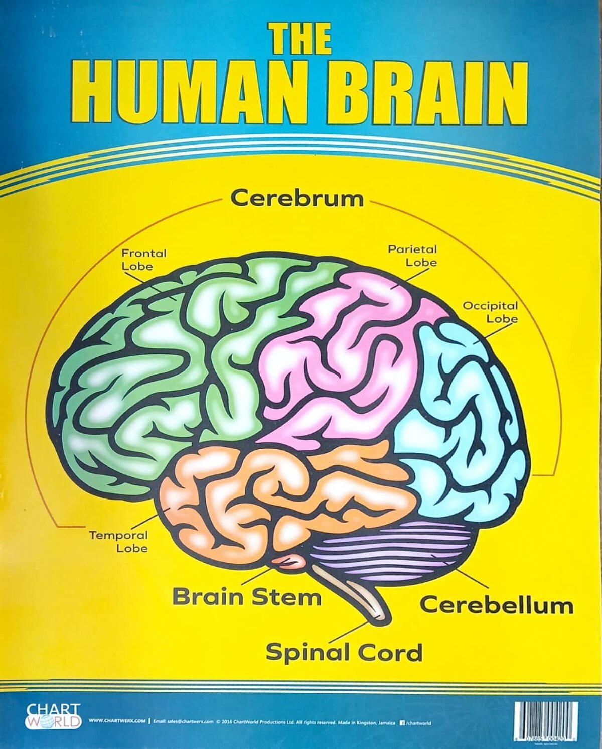 The Human brain - Image 1