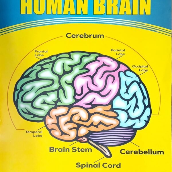 The Human brain