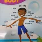 Chart: Parts of the Body