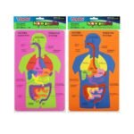 Digestive System Foam Puzzle