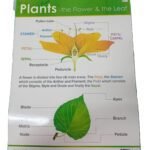 Chart: Plants- the Flower & the Leaf