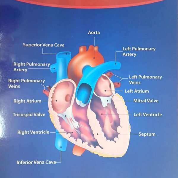Chart: The heart