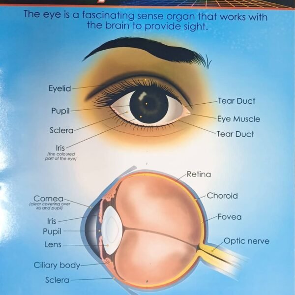 Chart: The Eye