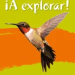 Collins ¡A Explorar Activity 3!