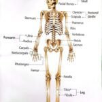 The Human Skeleton