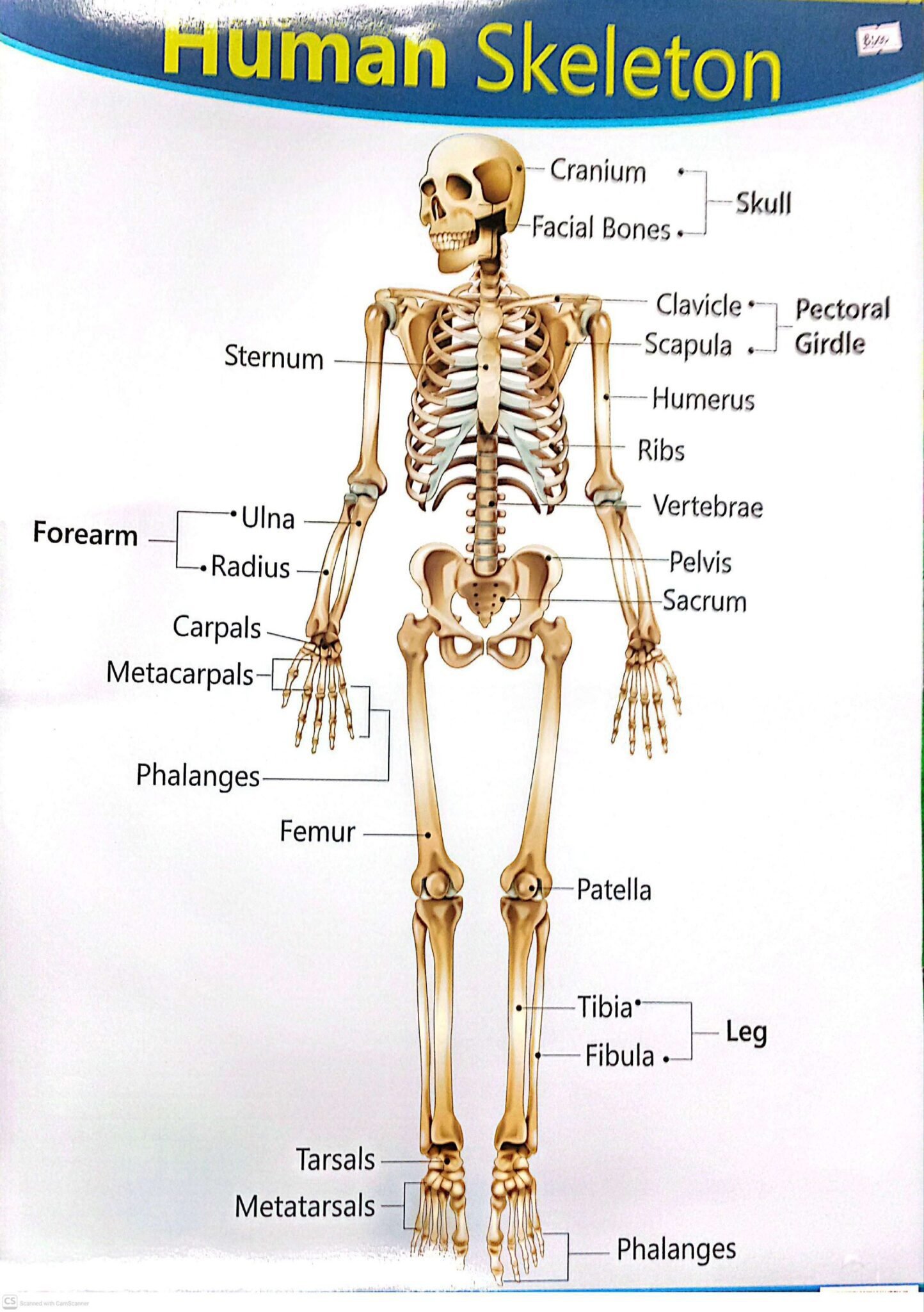 2026/09/1000044409-scaled.jpg The Human Skeleton - Image 1