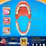 CHART:THE TEETH