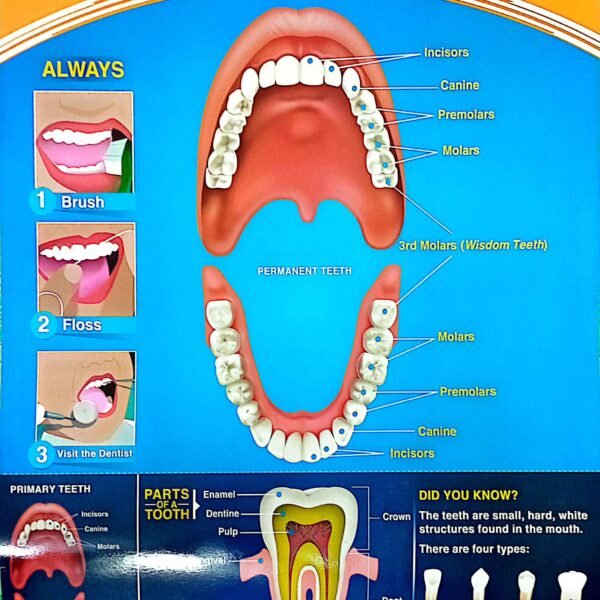 CHART:THE TEETH