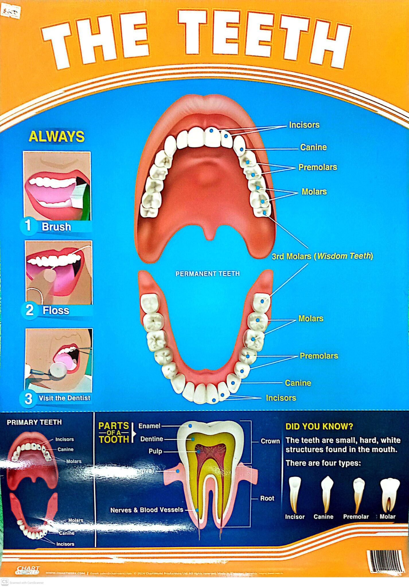 2026/09/1000044410-scaled.jpg CHART:THE TEETH - Image 1