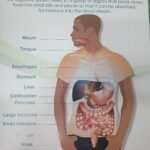 CHART: The Digestive System
