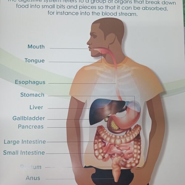 CHART: The Digestive System