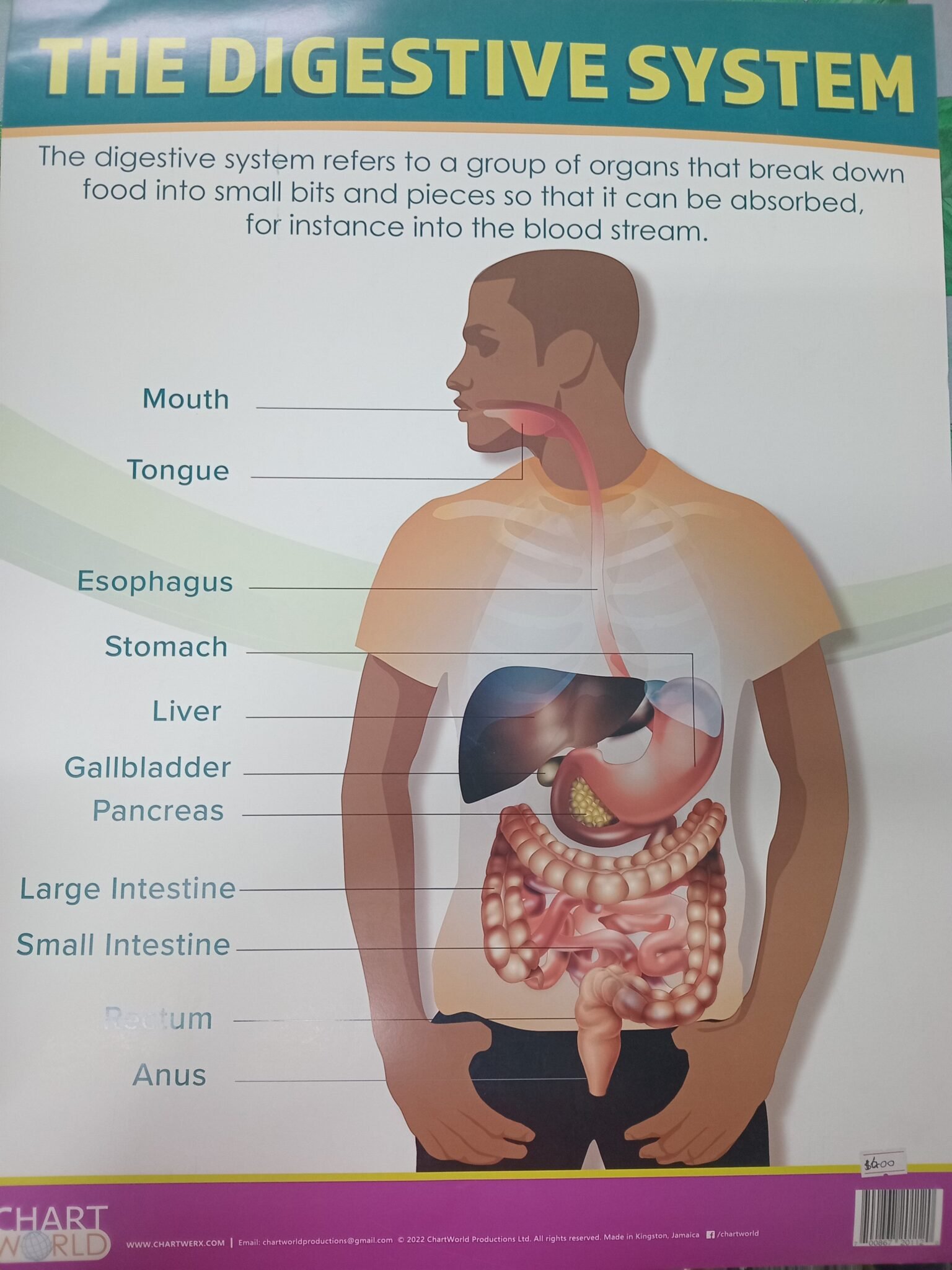 2026/09/JPEG_20260924_152459_7511991389722697222-scaled.jpg CHART: The Digestive System - Image 1